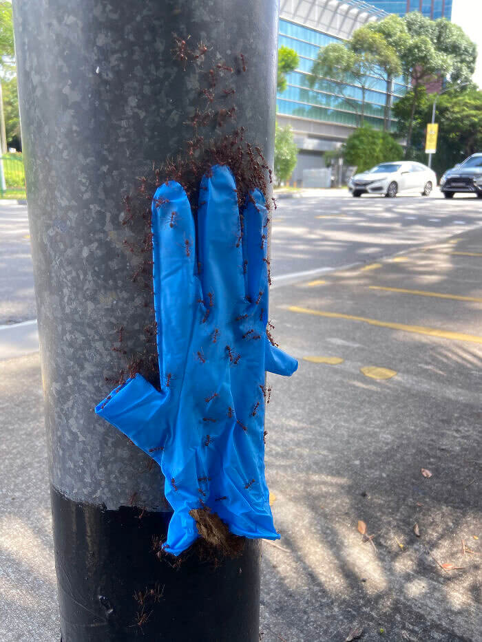 Someone Give These Ants A Hand