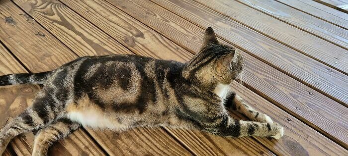 This Cat Isn't Having It