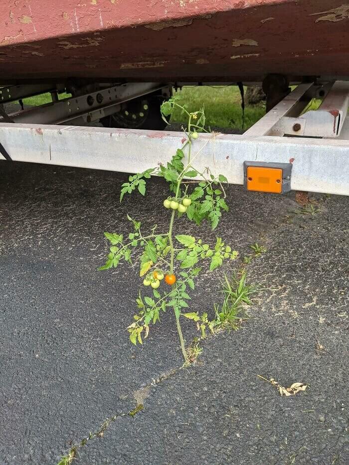 A Driveway Tomato
