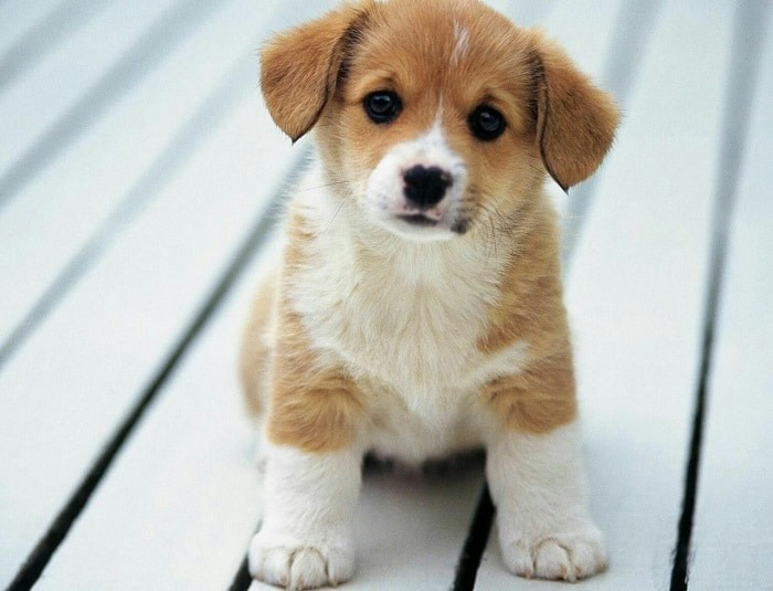 15 of the Friendliest, Bravest, Most Loyal Dog Breeds for Seniors